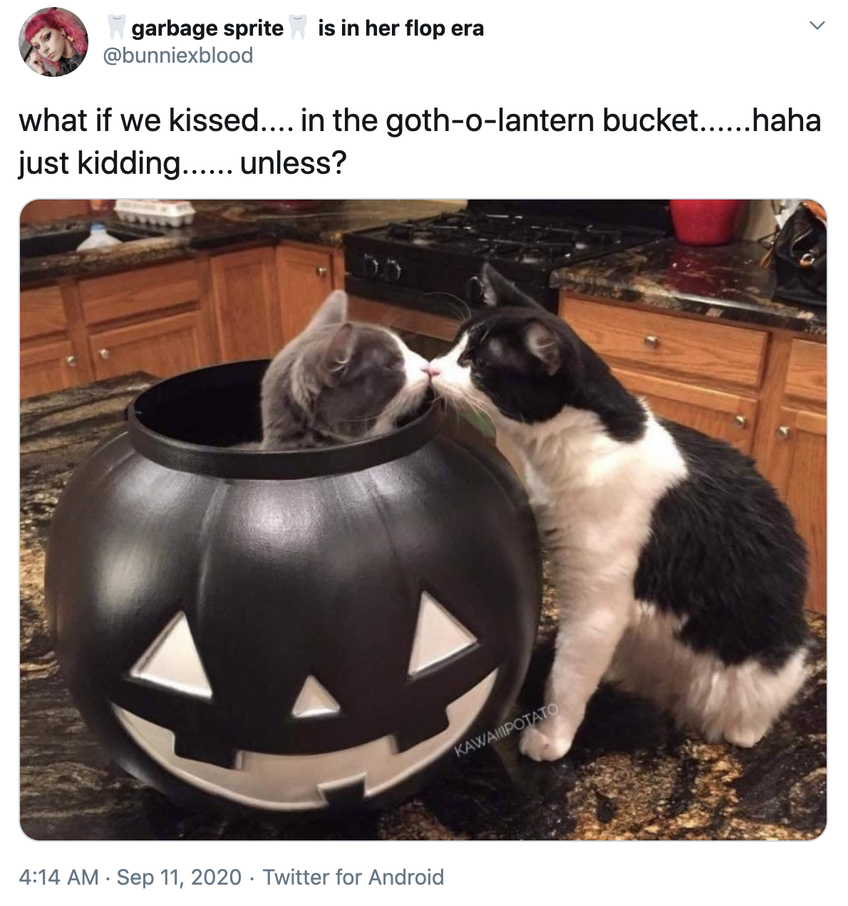 Two kittens kissing, one of which is in a black plastic Jack O Lantern.