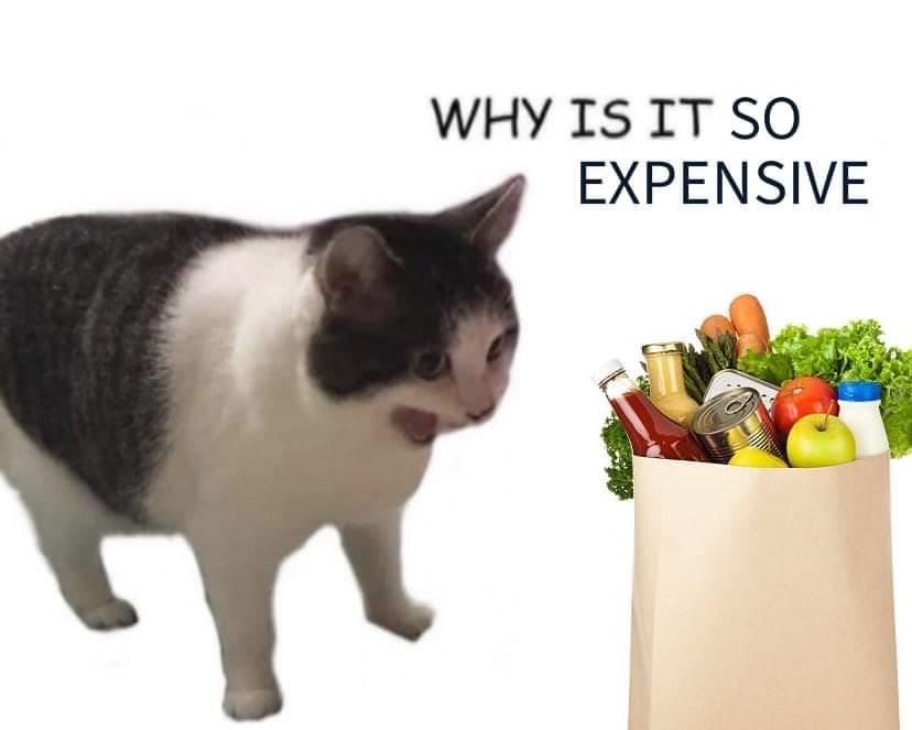 A cat screams at a bag of groceries, "Why is it so expensive," because of inflation.