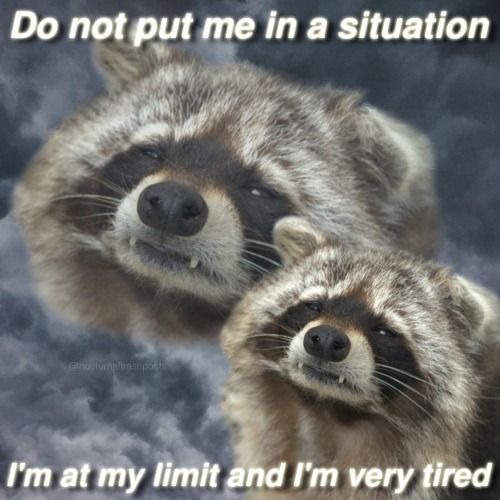 A picture of a beleaguered raccoon with the caption "Do not put me in a situation. I'm at my limit and I'm very tired."
