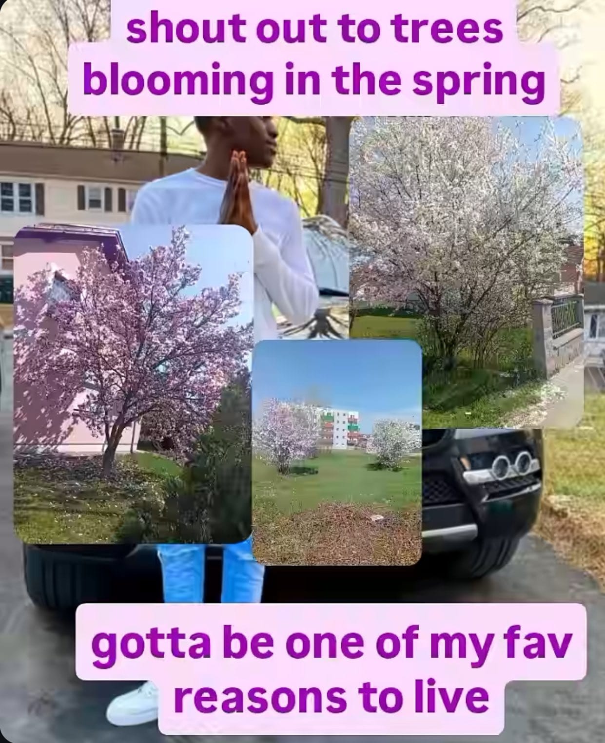 A man stands in front of a car, rubbing his hands excitedly. Images of cherry blossoms are superimposed on him. The caption reads "shoutout to trees blooming in the spring, gotta be one of my fav reasons to live."